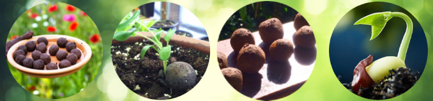 seed-balls